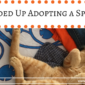 How I Ended Up Adopting a Spanish Cat