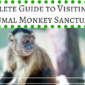Complete Guide to Visiting the Akumal Monkey Sanctuary